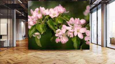 a branch of a blooming apple tree on the background of a green garden Wall mural