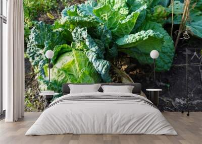 a cabbage head with green leaves in the garden and dried brown as a result of drought in the garden in summer on a garden plot, The concept of growing eco-friendly food on your own Wall mural