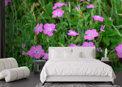 a field of pink flowers on the meadow with green grass banner Wall mural