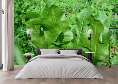 a green plant of horseradish isolated in the garden close up  Wall mural