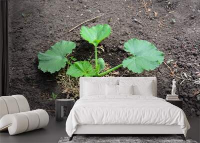 a zucchini seedling growing in the dirt with a green leaf   Wall mural