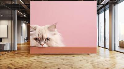 Advertising portrait, banner, funny cute fluffy white cat isolated on pink background. Serious straight look. Conceptual advertising and copy space Wall mural