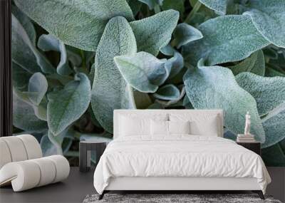 Background from a plant Stachys byzantina or woolly betony, lamb's ear Green leaf texture. Wall mural