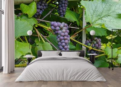 Bunches of ripe black wine grapes on a branch Wall mural