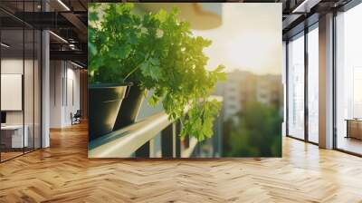 Cilantro in pots on a sunny balcony for aromatic cooking ingredients Wall mural