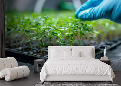 Close-up of microgreen broccoli. Concept of home gardening and growing greenery indoors Wall mural