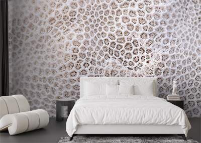 Coral texture Wall mural