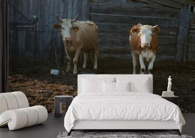 cows in a farm Wall mural