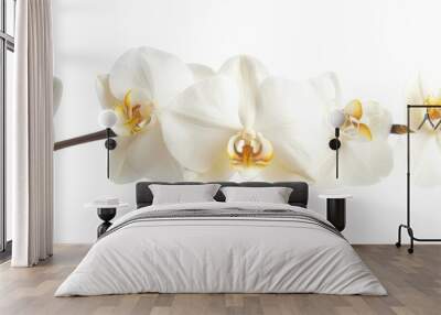 Flowers orchid branch floral isolated on white wallpaper background Wall mural