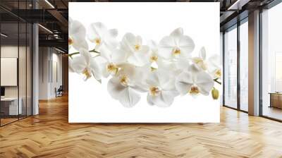 Flowers orchid branch floral isolated on white wallpaper background Wall mural