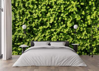 Full Frame Green plant sedum, leaves foliage nature background, top view. Fresh garden abstract foliage Wall mural