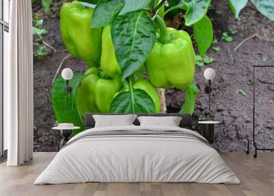 green peppers on the plant with green leaves on garden bed isolated, close-up Wall mural