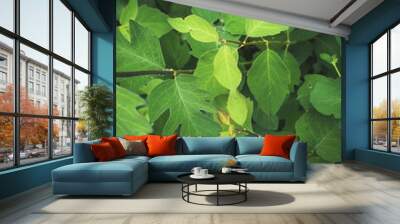 Green spring fresh bright leaves natural texture background Wall mural