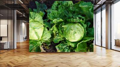 heads of green cabbage growing in the garden with perforated leaves by garden pests. The concept of growing eco-friendly food on a garden plot Wall mural