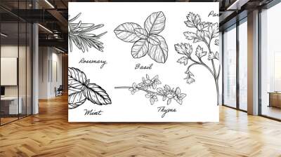 Herbs set of mint, rosemary, basil, thyme, parsley vector hand drawn line art illustration Wall mural