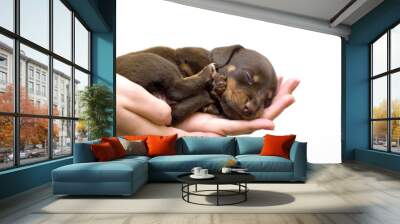 puppy Wall mural