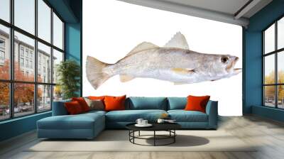 Silver Seatrout (Cynoscion nothus). Isolated on white background Wall mural