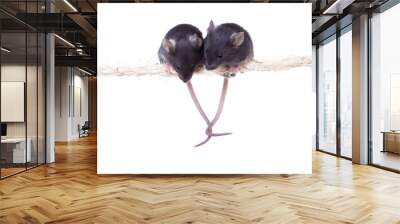 two black little mouse sitting on a rope grappled tails. isolate Wall mural