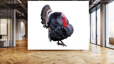 Turkey on a white background Wall mural