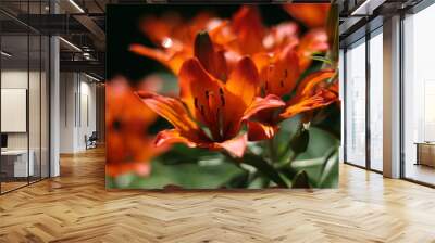 Orange lilium in the garden Wall mural