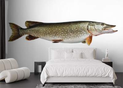 Isolated pike, a kind of river fish from the side. Wall mural