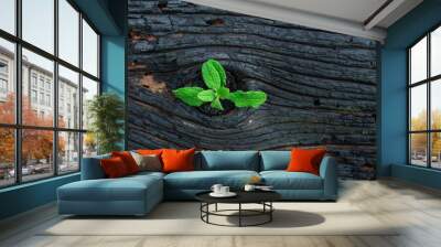 Life after death, green sprout on the coals after the fire. Rebirth of nature after the fire. Rebirth concept Wall mural