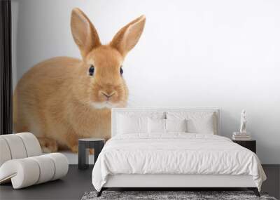 Little dwarf rabbit isolated on white Wall mural