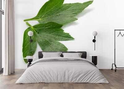 lovage leaf on a white background. Sea parsley. Wall mural