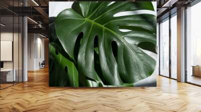 Monstera plant on a grey marble background. concept of minimalism. Monstera deliciosa or Swiss cheese plant tropical leaves background Wall mural