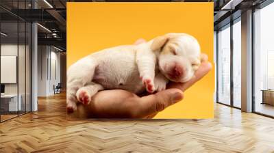 Newborn puppies, newborn beagle puppies, newborn puppies studio photoset, adorable newborn puppies Wall mural