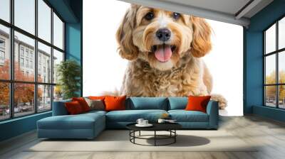 Playful Cockapoo Dog Lying Down on White Background. Generative AI Wall mural