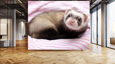 portrait of a little ferret Wall mural