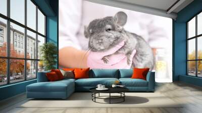 Professional veterinarian examining chinchilla in clinic, closeup Wall mural