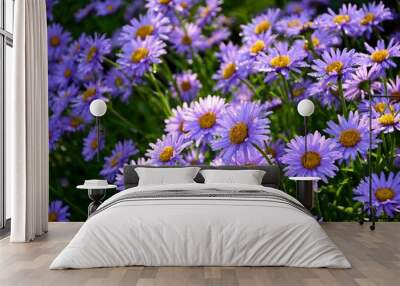 Purple Alpine asters in the garden after the rain enjoy the sun. Wall mural