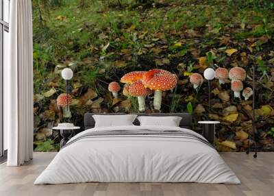 red toadstools, big and small, against the background of dry leaves in the forest and spruce. Toadstool amanita muscaria in the forest Wall mural