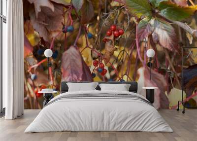 red viburnum berries on branches with yellow leaves in autumn Wall mural