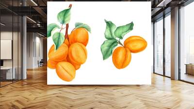 Set of apricot branches vintage watercolor botanical illustration Wall mural