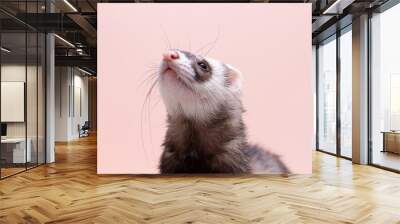 The cute funny ferret portrait banner copy space Wall mural