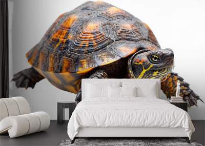 turtle  isolated on transparent background Wall mural