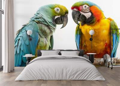 Two parrots birds couple isolated on white wallpaper background Wall mural