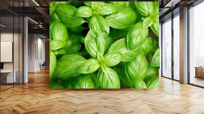 Fresh basil on a dark background. Green basil. Green basil on a dark background. Food background. A lot of basil Wall mural