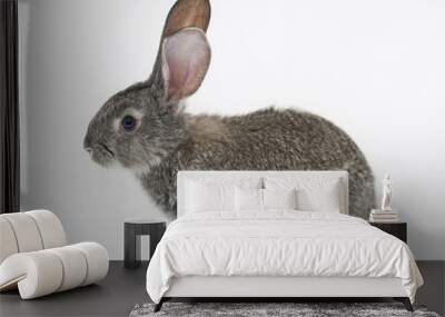 grey rabbit on a white background Wall mural