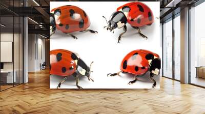 Set of four ladybug images showing various poses and angles. Perfect for nature-themed designs and educational content. High-resolution, realistic depiction . AI Wall mural