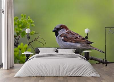 The male house sparrow sits on a maple spring branch. Wall mural