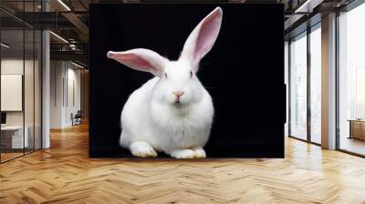 White fluffy rabbit on a black background Wall mural