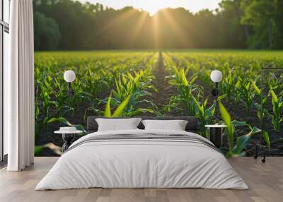 Young corn plants growing on the field on a sunny day. Selective focus. Wall mural