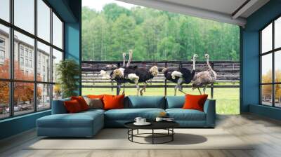 Group of ostrich in the farm Wall mural