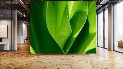 Green tropical plant close-up. Abstract natural floral background Selective focus, macro. Flowing lines of leaves Wall mural