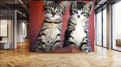 pair of kittens Wall mural