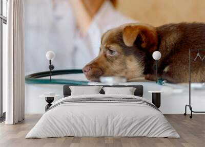 Woman veterinarian examining health of Spitz dog in clinic Wall mural